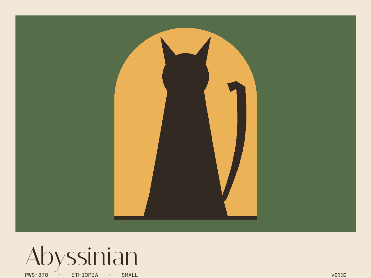Abyssinian