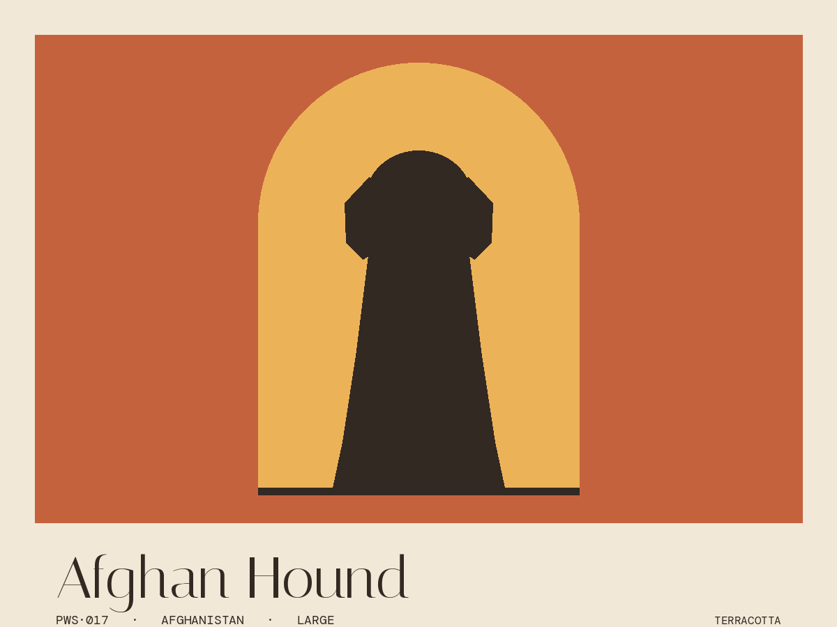 Afghan Hound