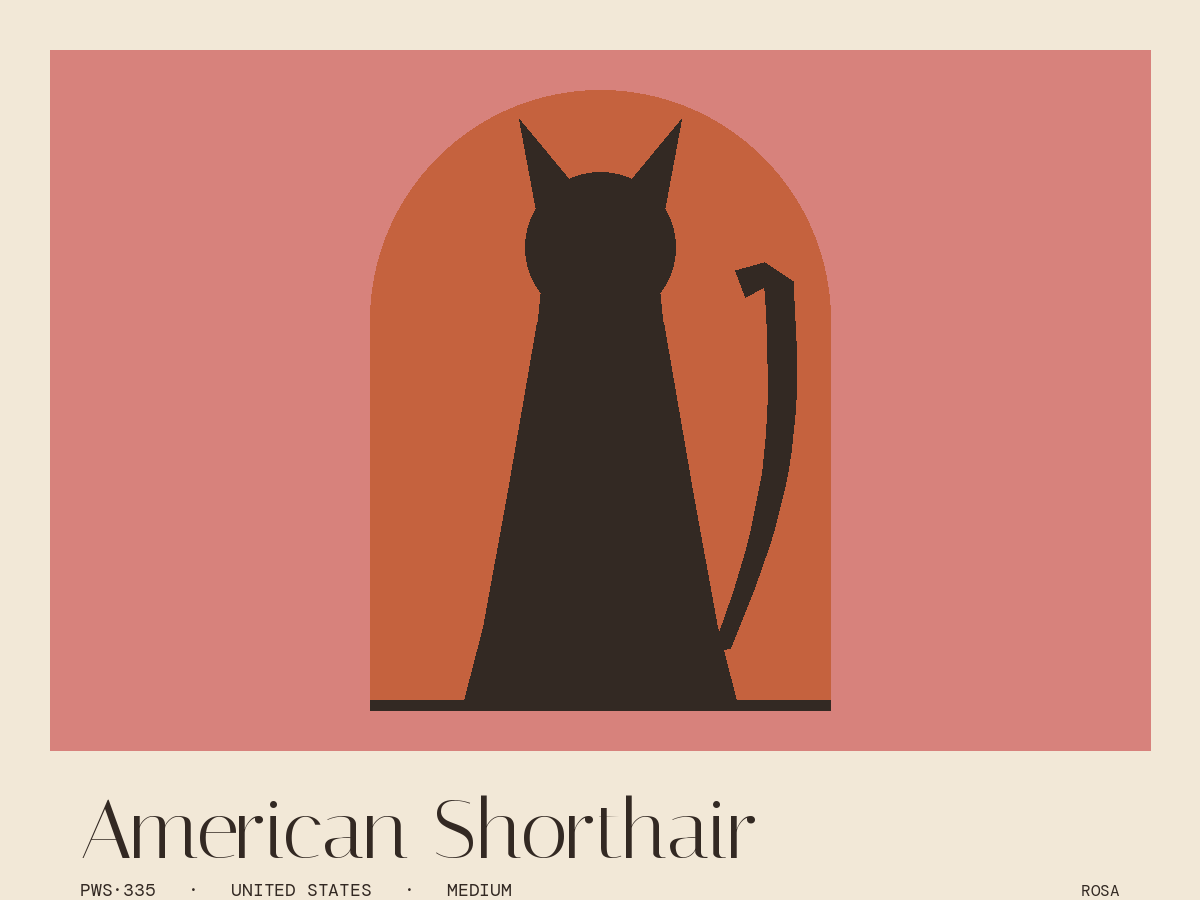 American Shorthair