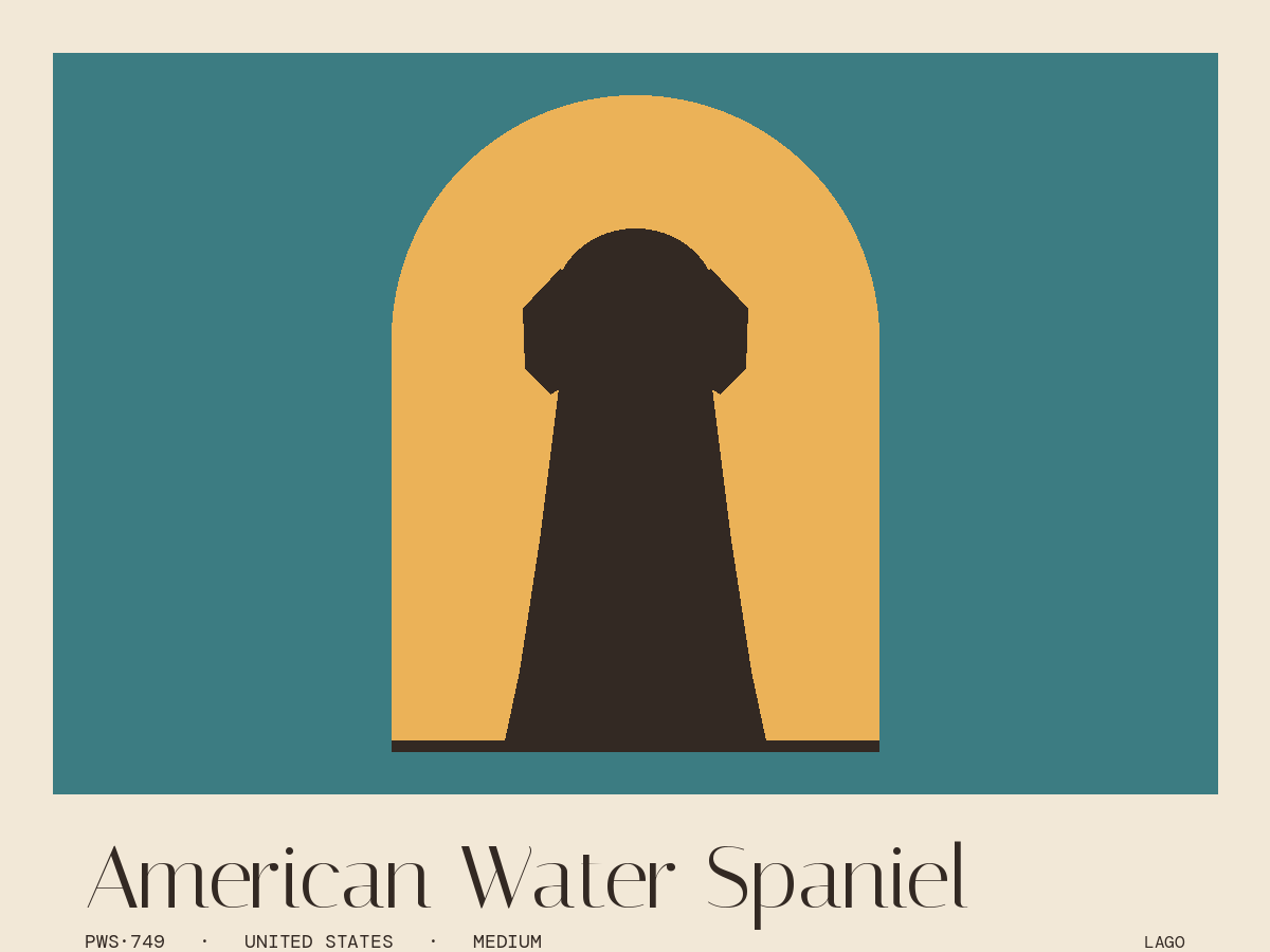 American Water Spaniel