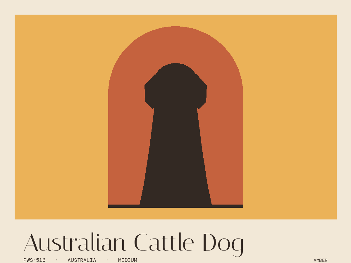 Australian Cattle Dog