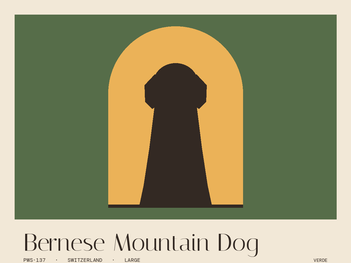 Bernese Mountain Dog