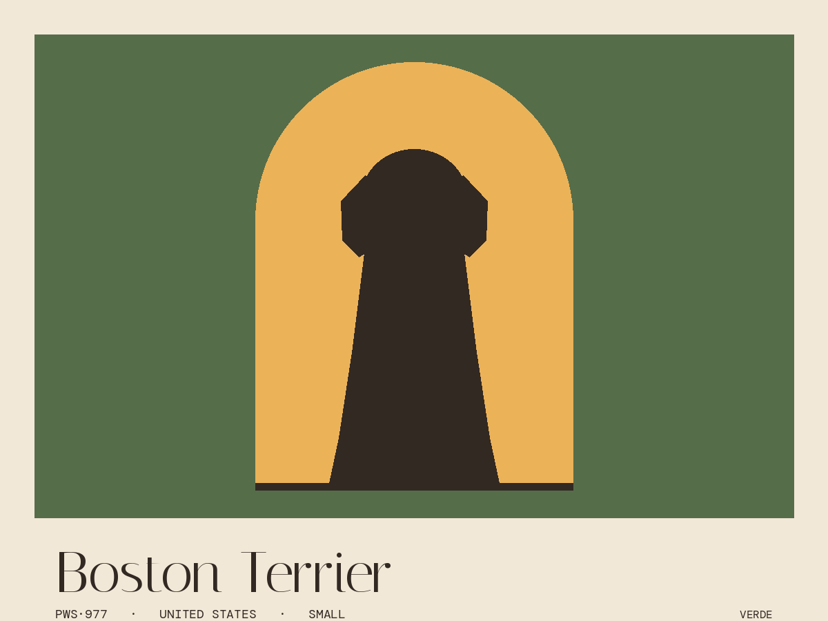 Boston Terrier