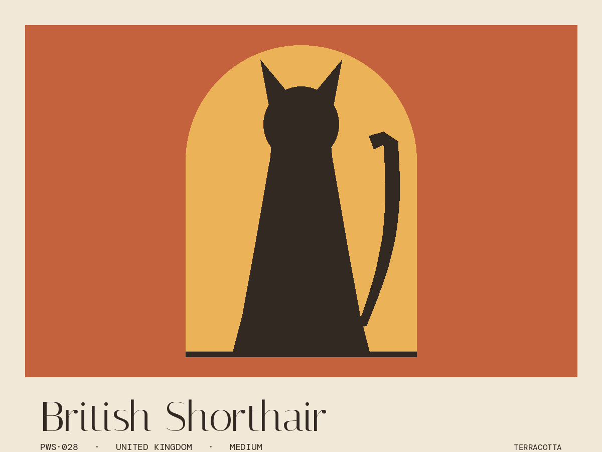 British Shorthair