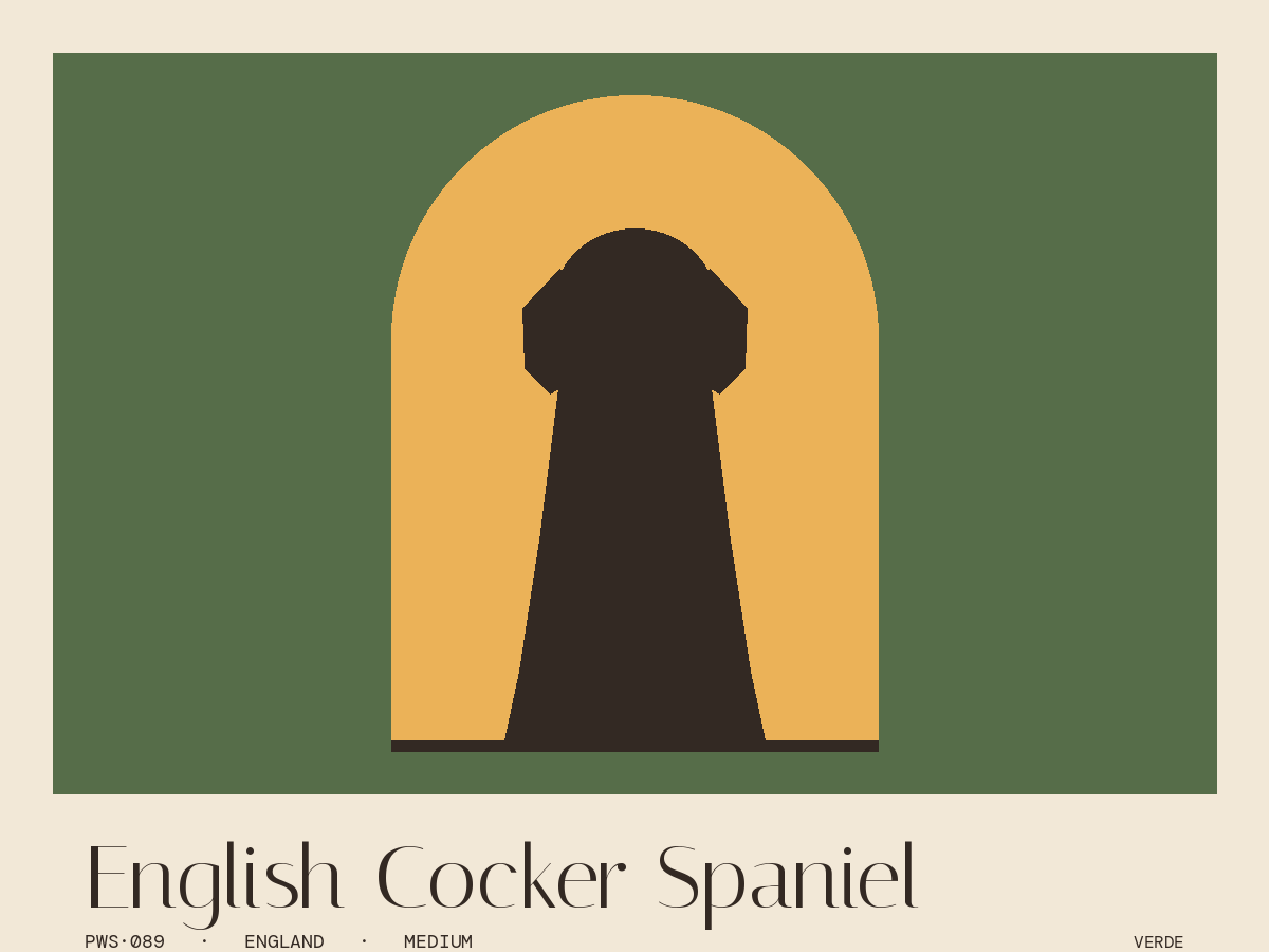 English Cocker Spaniel