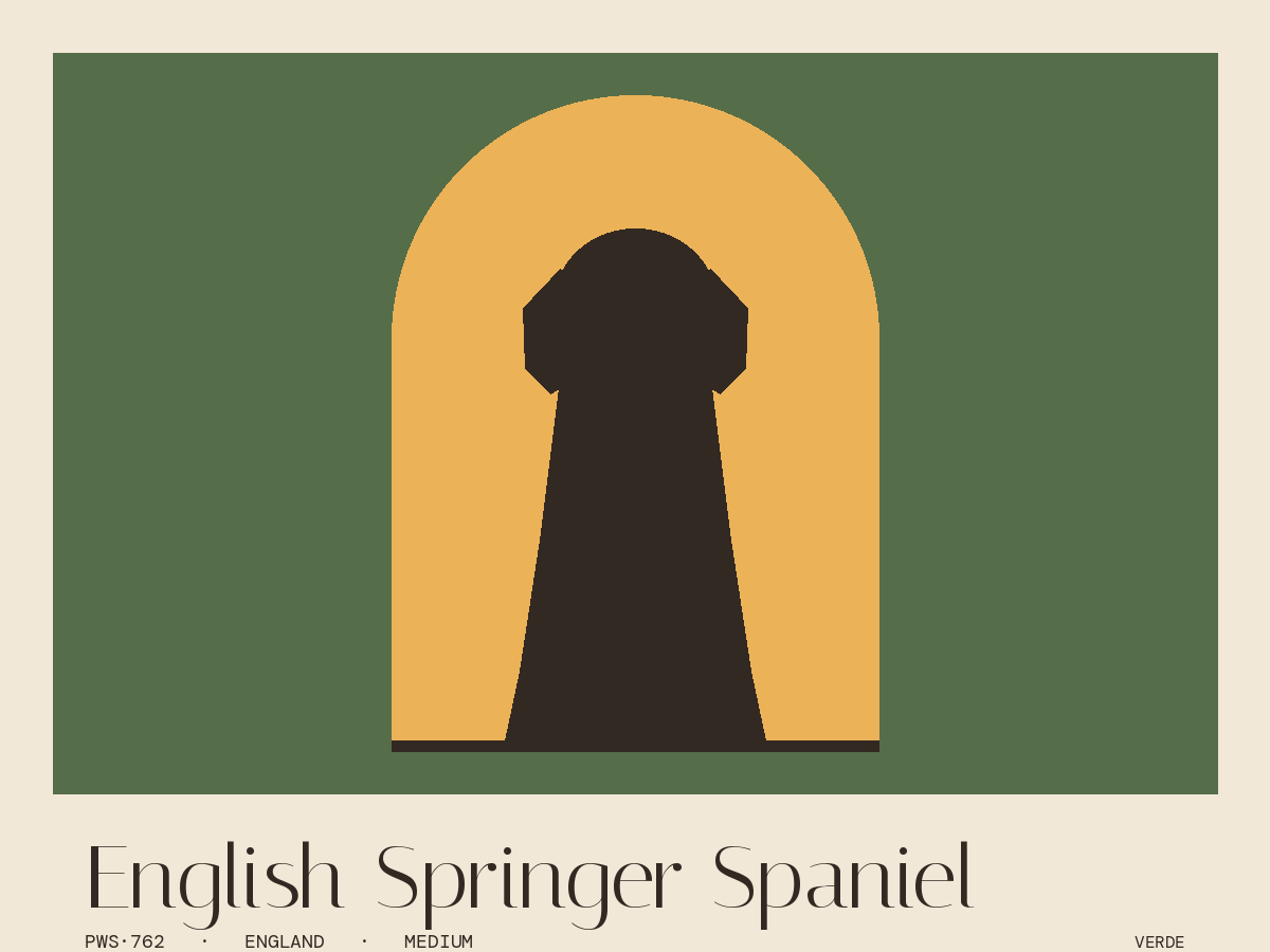 English Springer Spaniel