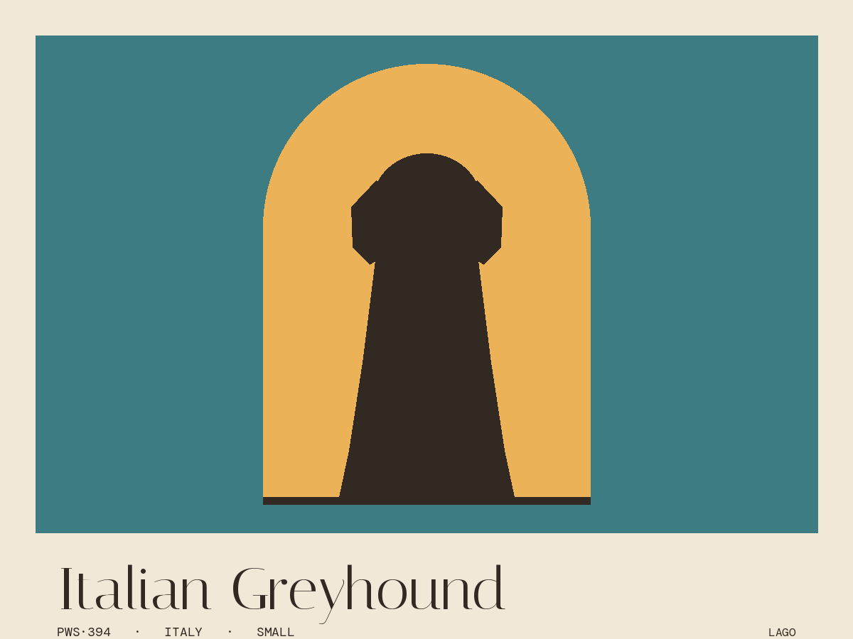 Italian Greyhound