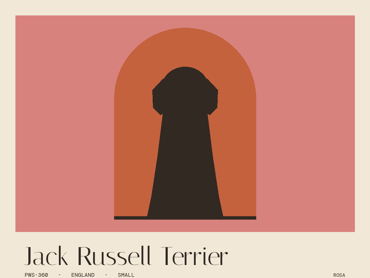 Jack Russell Terrier