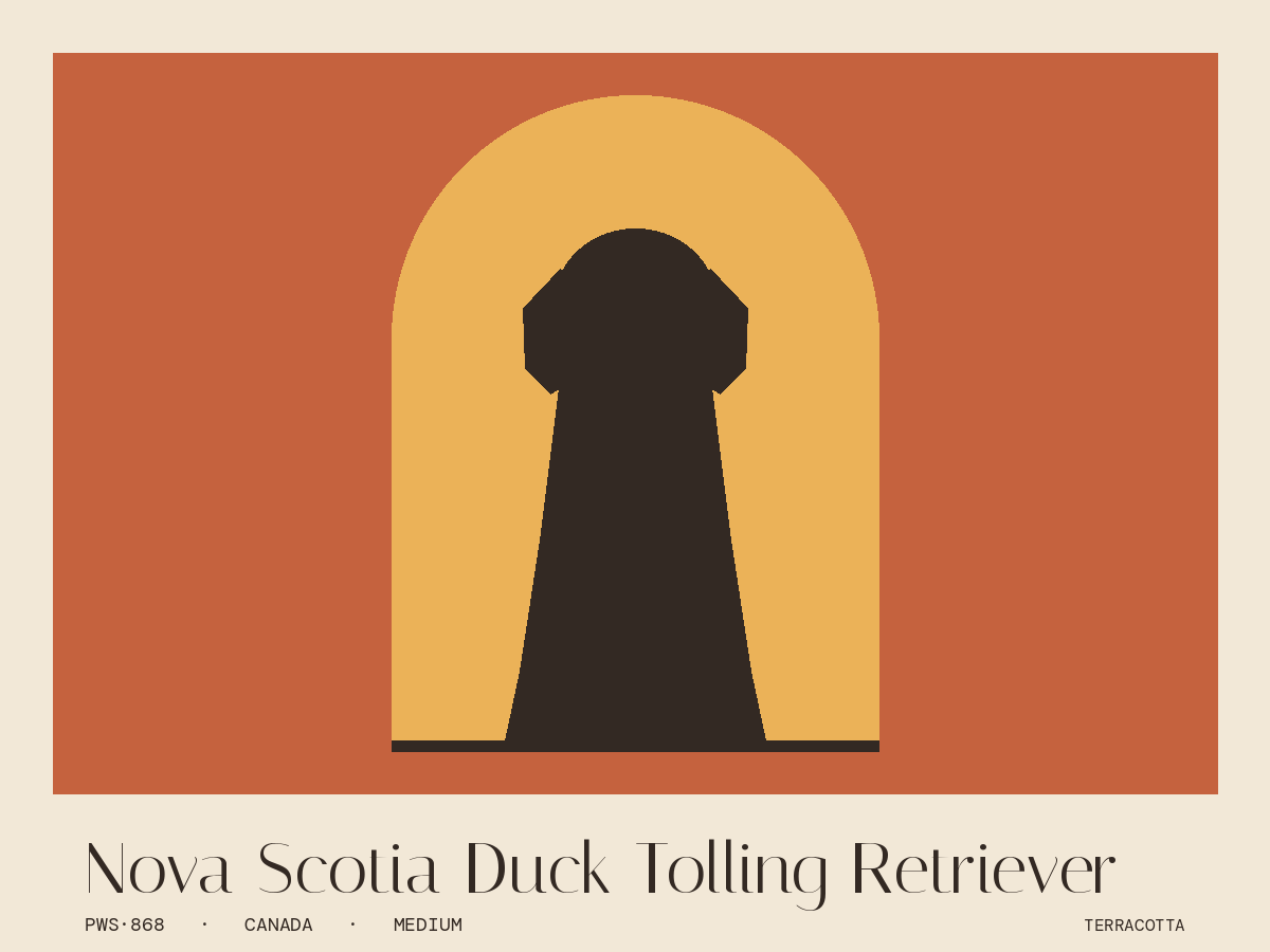 Nova Scotia Duck Tolling Retriever