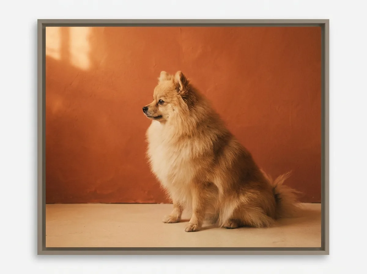 Pomeranian