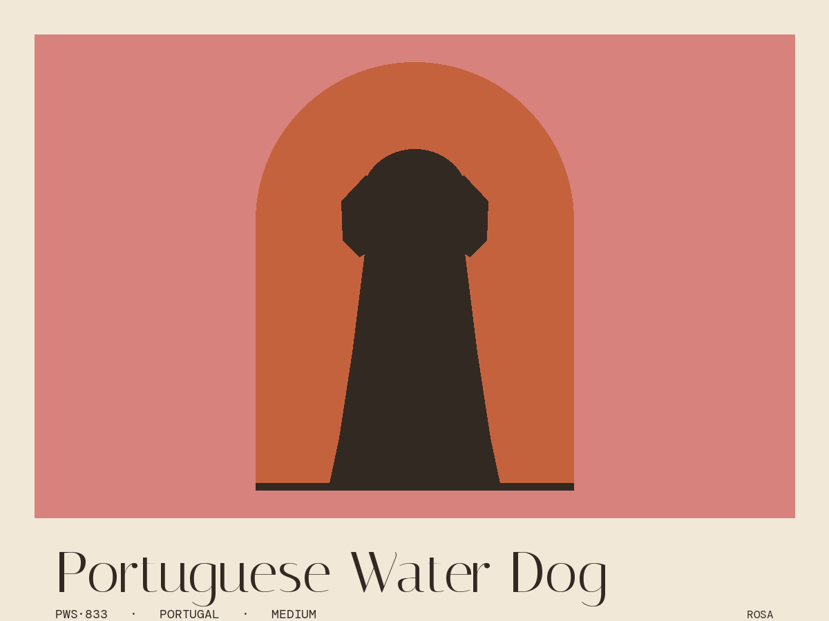 Portuguese Water Dog