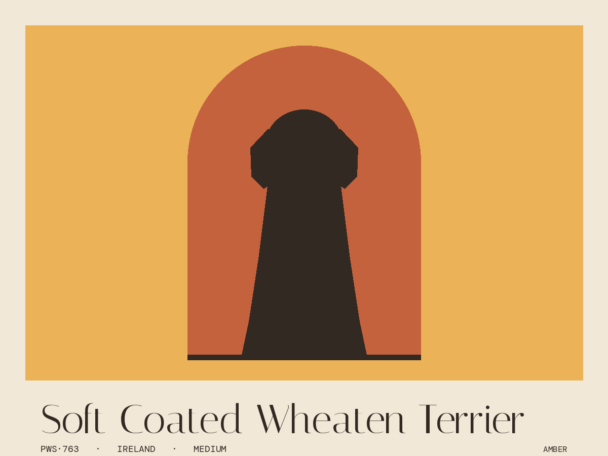 Soft Coated Wheaten Terrier