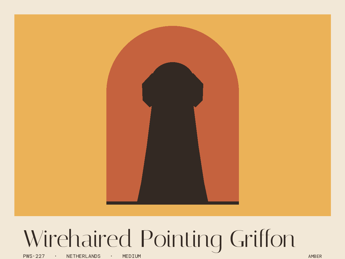 Wirehaired Pointing Griffon