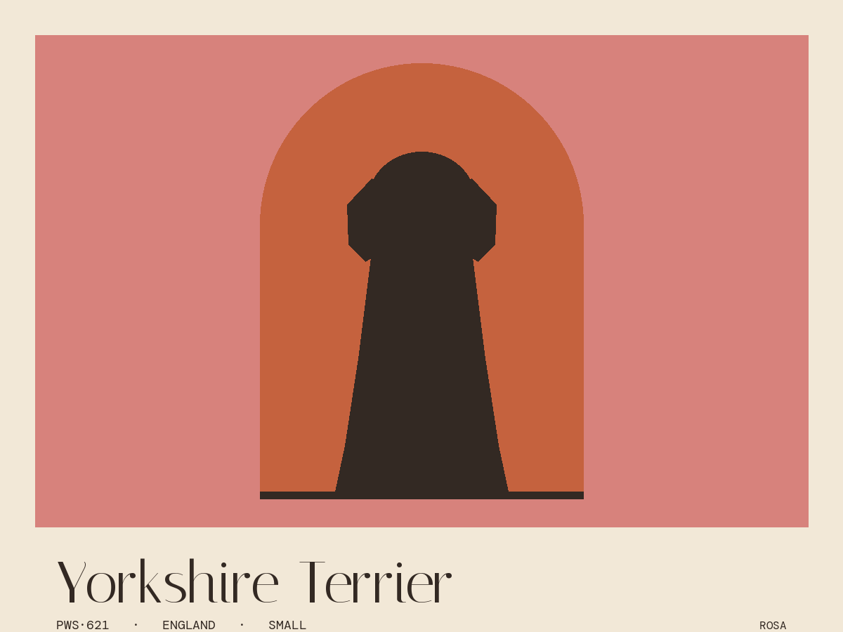 Yorkshire Terrier